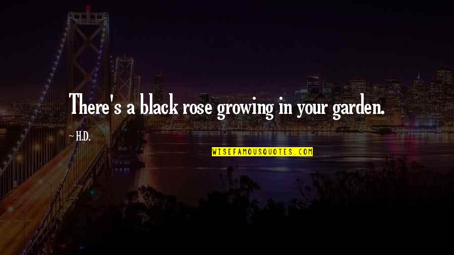 A Black Rose Quotes By H.D.: There's a black rose growing in your garden.