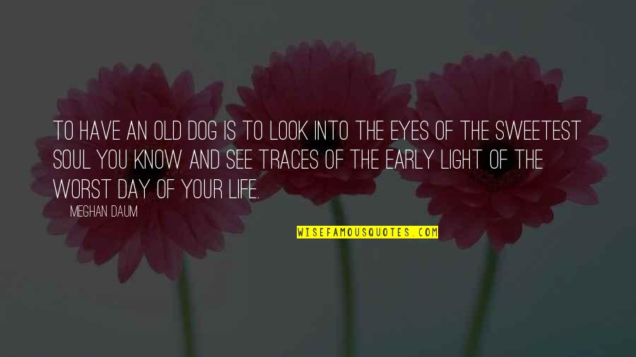 A Dog's Eyes Quotes By Meghan Daum: To have an old dog is to look