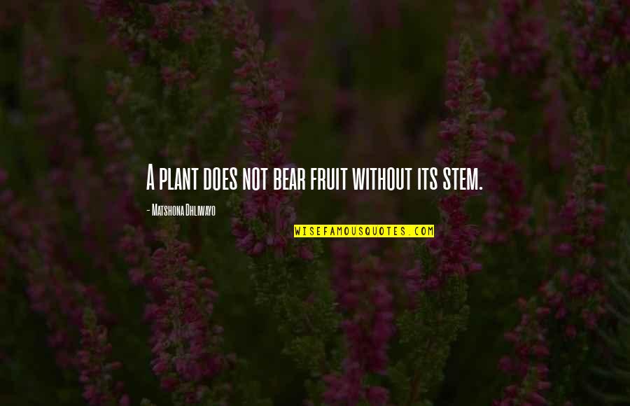 A Fruit Quotes By Matshona Dhliwayo: A plant does not bear fruit without its A Fruit Quotes By Matshona Dhliwayo: A plant does not bear fruit without its