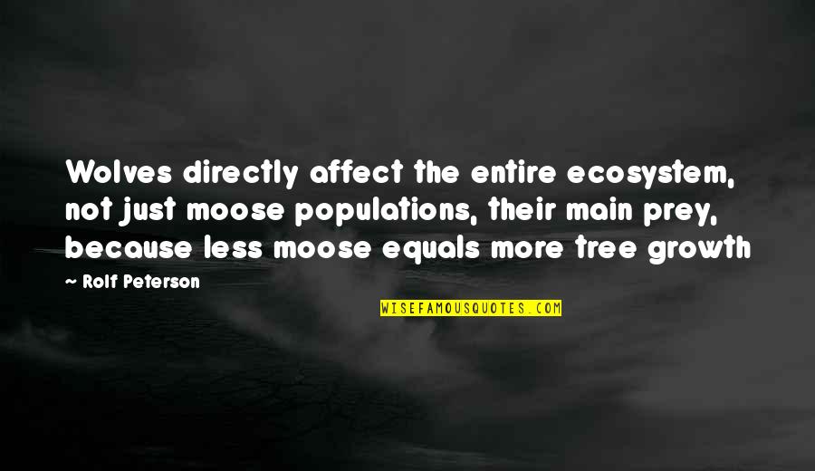 A Moose Quotes By Rolf Peterson: Wolves directly affect the entire ecosystem, not just