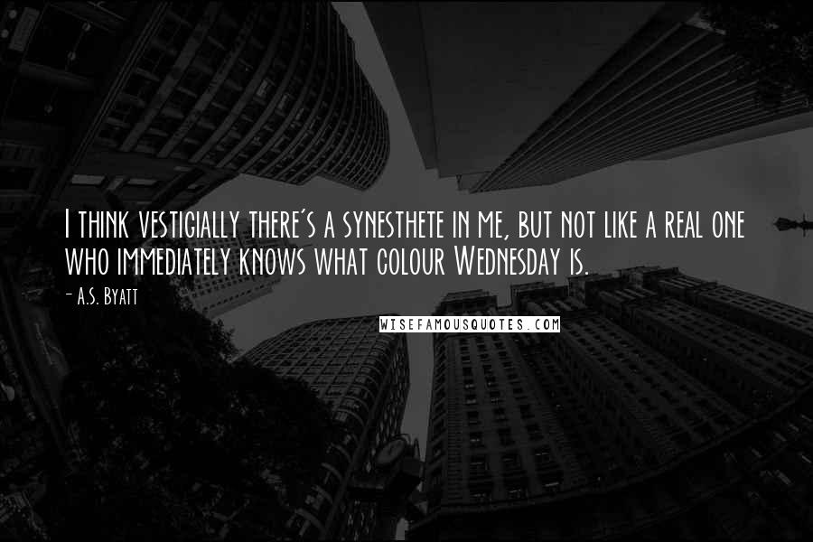 A.S. Byatt quotes: I think vestigially there's a synesthete in me, but not like a real one who immediately knows what colour Wednesday is.