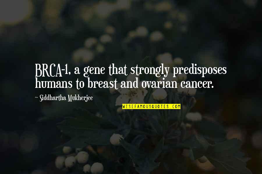Aardig Betekenis Quotes By Siddhartha Mukherjee: BRCA-1, a gene that strongly predisposes humans to