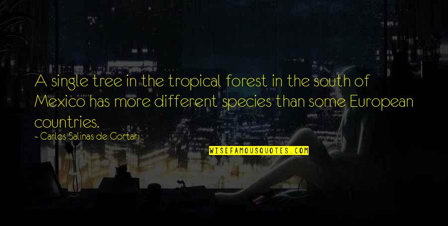 Abap Replace Quotes By Carlos Salinas De Gortari: A single tree in the tropical forest in Abap Replace Quotes By Carlos Salinas De Gortari: A single tree in the tropical forest in
