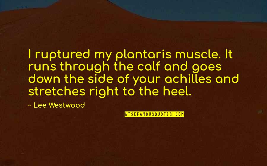 Achilles Quotes By Lee Westwood: I ruptured my plantaris muscle. It runs through Achilles Quotes By Lee Westwood: I ruptured my plantaris muscle. It runs through