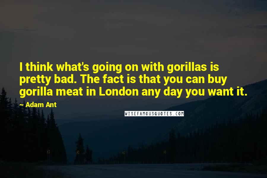 Adam Ant quotes: I think what's going on with gorillas is pretty bad. The fact is that you can buy gorilla meat in London any day you want it. Adam Ant quotes: I think what's going on with gorillas is pretty bad. The fact is that you can buy gorilla meat in London any day you want it.
