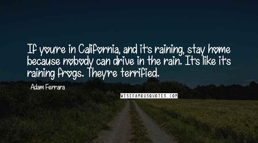 Adam Ferrara quotes: If you're in California, and it's raining, stay home because nobody can drive in the rain. It's like it's raining frogs. They're terrified.