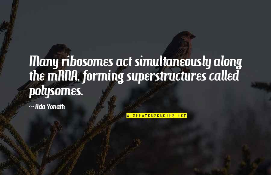 Ada's Quotes By Ada Yonath: Many ribosomes act simultaneously along the mRNA, forming Ada's Quotes By Ada Yonath: Many ribosomes act simultaneously along the mRNA, forming