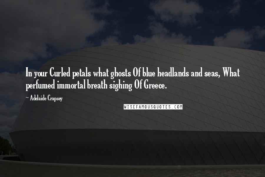 Adelaide Crapsey quotes: In your Curled petals what ghosts Of blue headlands and seas, What perfumed immortal breath sighing Of Greece.