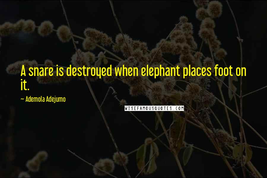 Ademola Adejumo quotes: A snare is destroyed when elephant places foot on it.