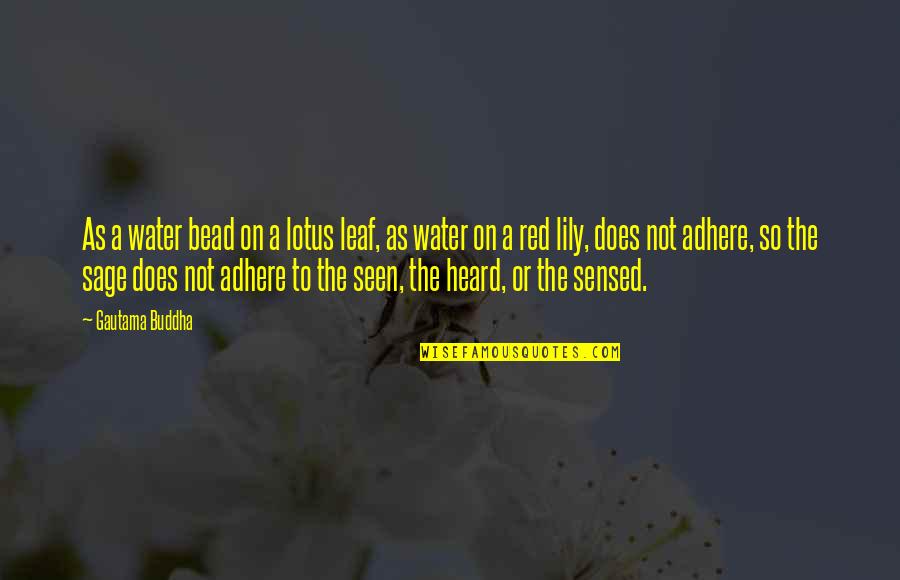 Adhere Quotes By Gautama Buddha: As a water bead on a lotus leaf,