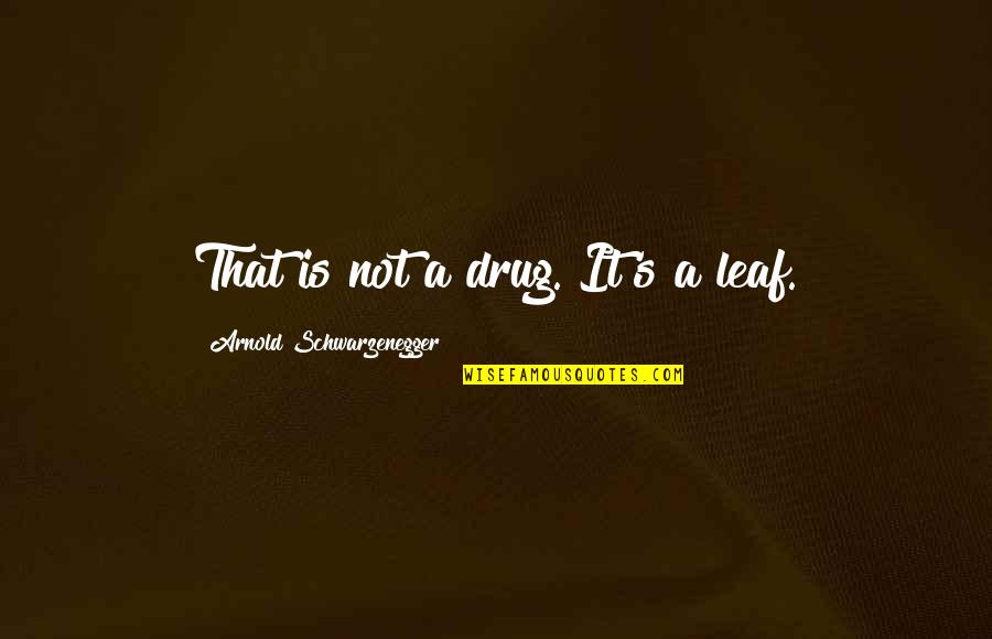 Agigantados Quotes By Arnold Schwarzenegger: That is not a drug. It's a leaf. Agigantados Quotes By Arnold Schwarzenegger: That is not a drug. It's a leaf.