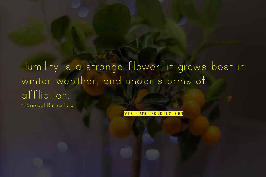 Ahab Starbuck Quotes By Samuel Rutherford: Humility is a strange flower; it grows best Ahab Starbuck Quotes By Samuel Rutherford: Humility is a strange flower; it grows best