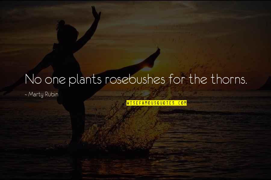 Ajg Quote Quotes By Marty Rubin: No one plants rosebushes for the thorns. Ajg Quote Quotes By Marty Rubin: No one plants rosebushes for the thorns.