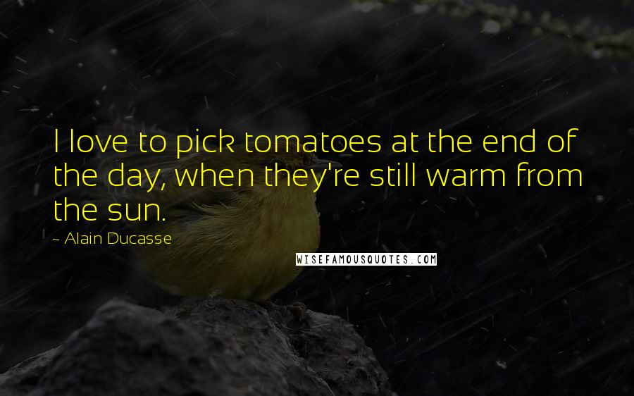 Alain Ducasse quotes: I love to pick tomatoes at the end of the day, when they're still warm from the sun.