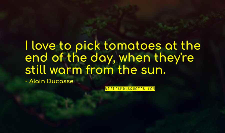 Alain Ducasse Quotes By Alain Ducasse: I love to pick tomatoes at the end