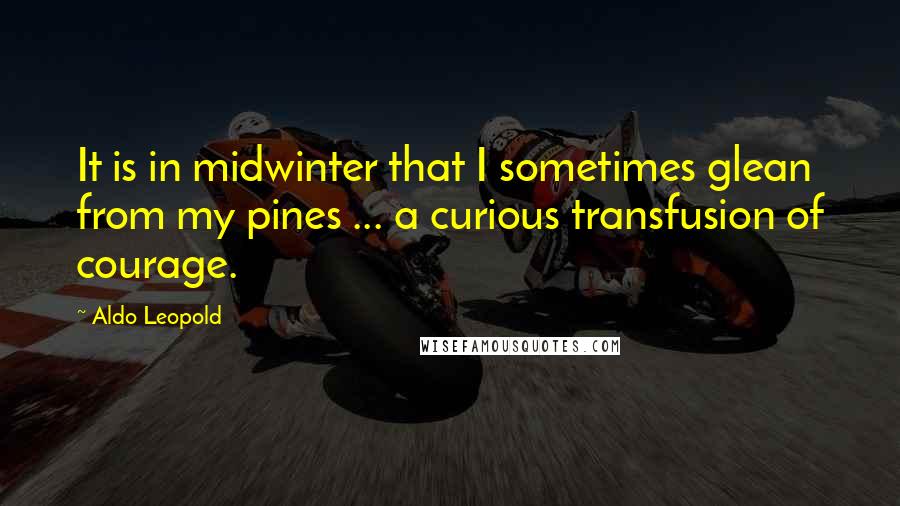 Aldo Leopold quotes: It is in midwinter that I sometimes glean from my pines ... a curious transfusion of courage.