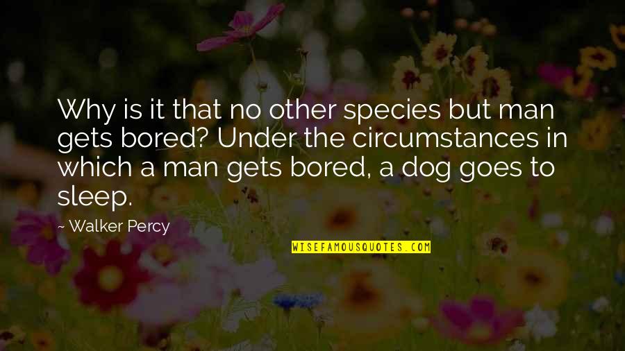 Alexandra Udinov Quotes By Walker Percy: Why is it that no other species but Alexandra Udinov Quotes By Walker Percy: Why is it that no other species but