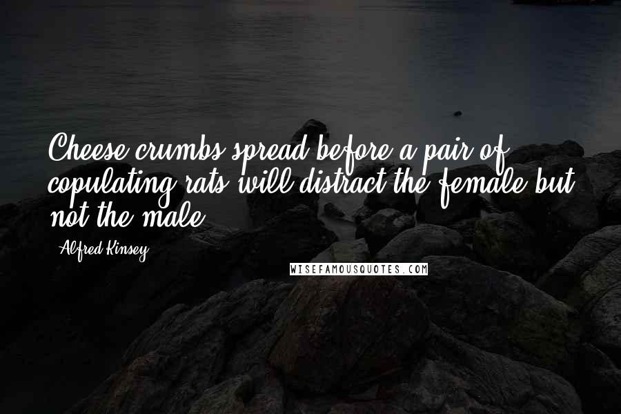 Alfred Kinsey quotes: Cheese crumbs spread before a pair of copulating rats will distract the female but not the male. Alfred Kinsey quotes: Cheese crumbs spread before a pair of copulating rats will distract the female but not the male.