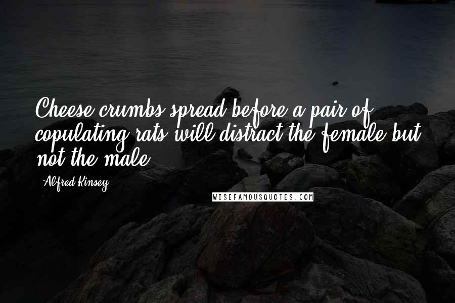 Alfred Kinsey quotes: Cheese crumbs spread before a pair of copulating rats will distract the female but not the male.