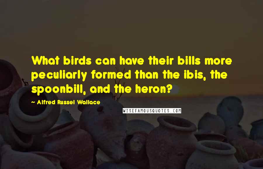 Alfred Russel Wallace quotes: What birds can have their bills more peculiarly formed than the ibis, the spoonbill, and the heron?