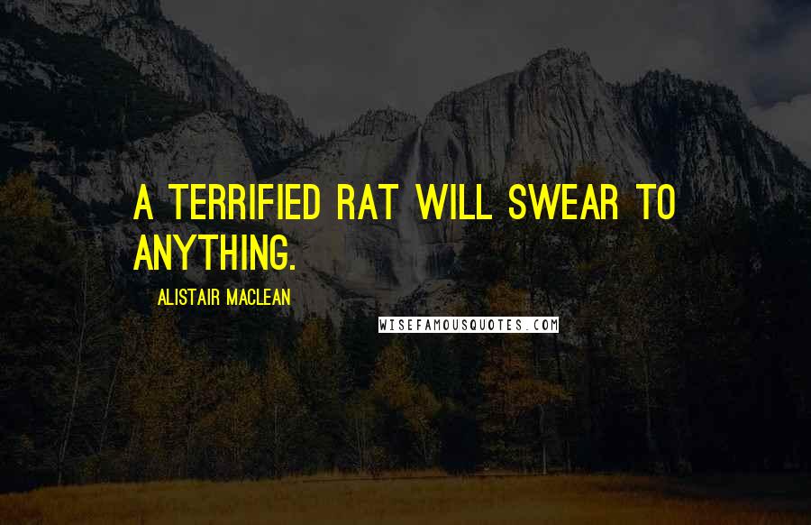 Alistair MacLean quotes: A terrified rat will swear to anything.