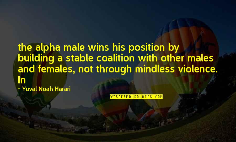 Alpha Females Quotes By Yuval Noah Harari: the alpha male wins his position by building