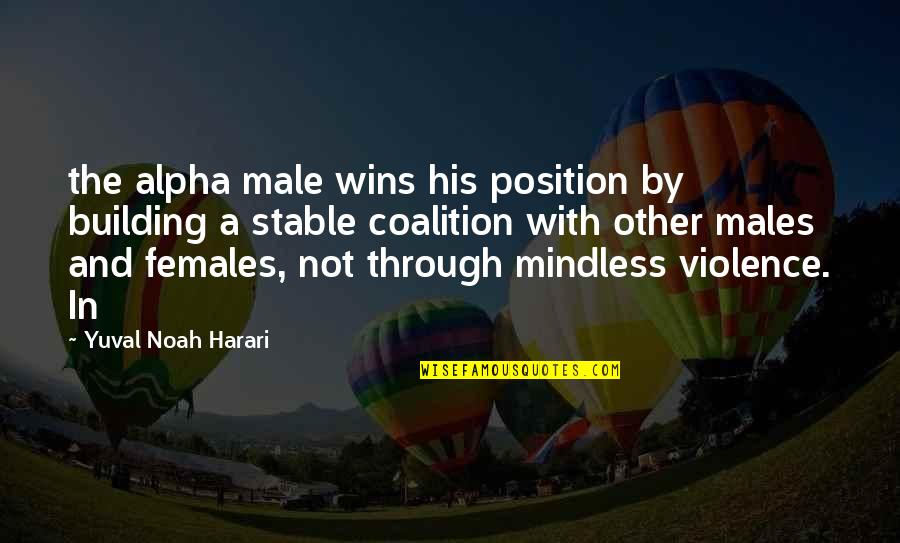 Alpha Male Quotes By Yuval Noah Harari: the alpha male wins his position by building