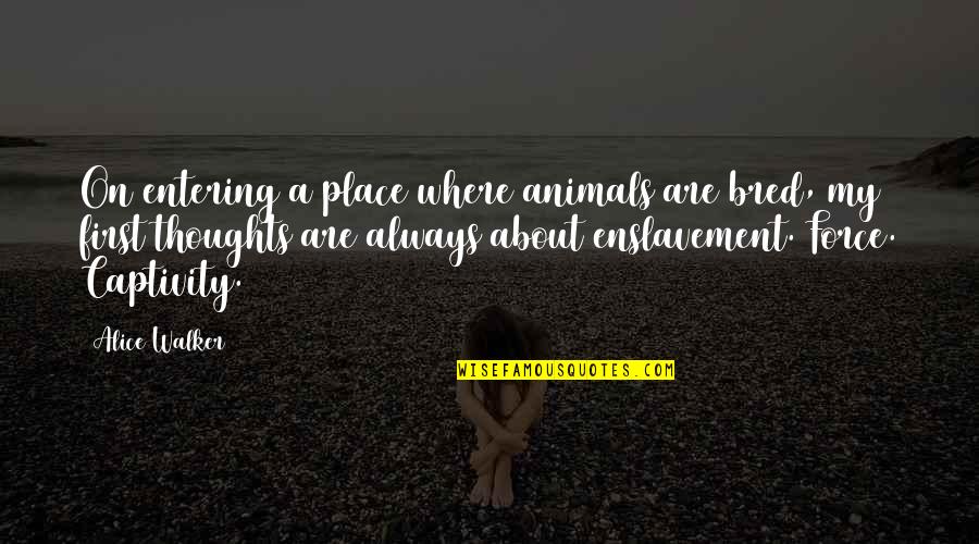 Always On My Thoughts Quotes By Alice Walker: On entering a place where animals are bred,