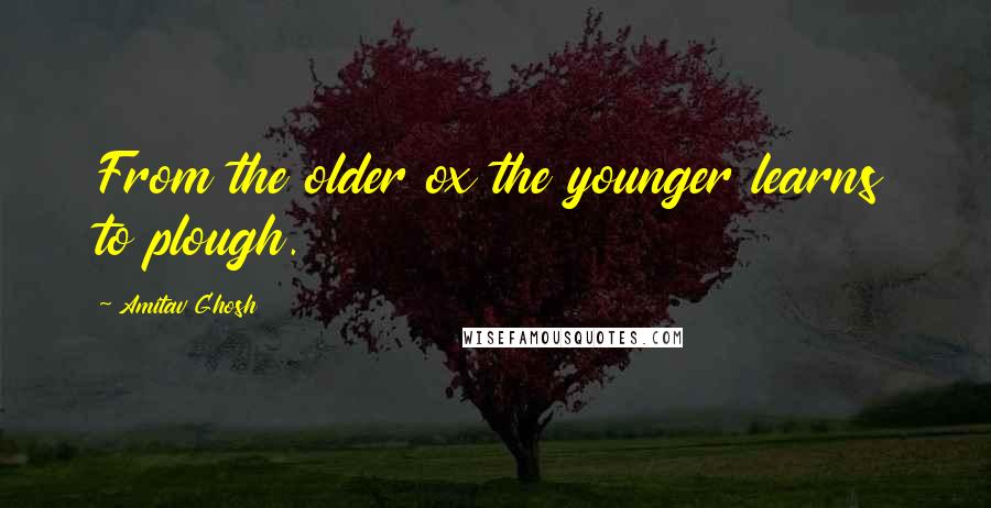 Amitav Ghosh quotes: From the older ox the younger learns to plough.