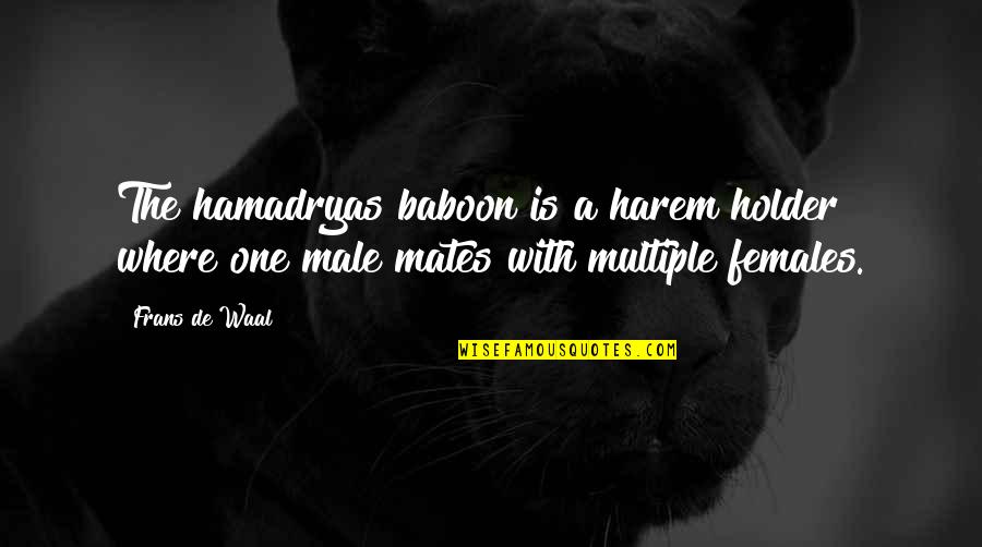 Amnist A Definicion Quotes By Frans De Waal: The hamadryas baboon is a harem holder where