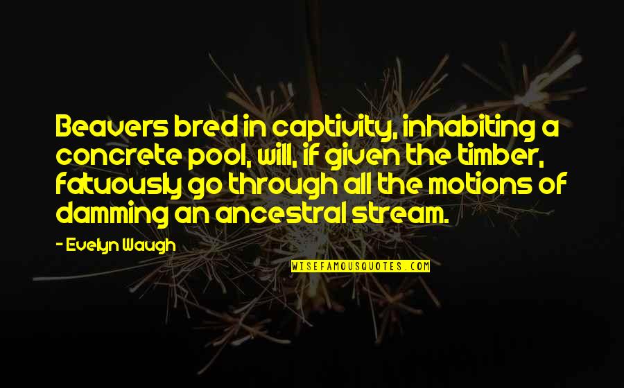 Ancestral Quotes By Evelyn Waugh: Beavers bred in captivity, inhabiting a concrete pool, Ancestral Quotes By Evelyn Waugh: Beavers bred in captivity, inhabiting a concrete pool,