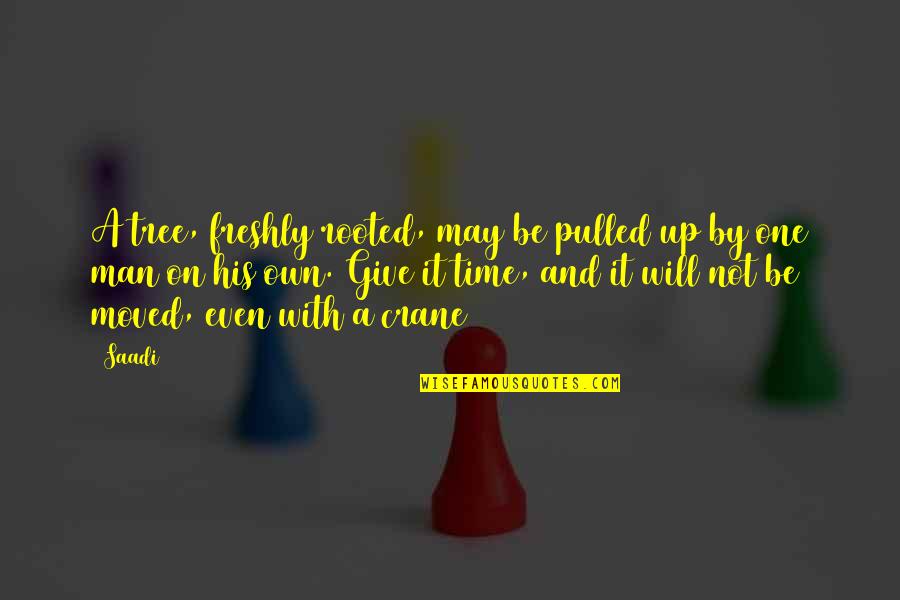 Anfuso Anthony Quotes By Saadi: A tree, freshly rooted, may be pulled up Anfuso Anthony Quotes By Saadi: A tree, freshly rooted, may be pulled up