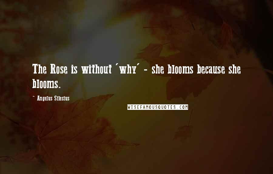Angelus Silesius quotes: The Rose is without 'why' - she blooms because she blooms.
