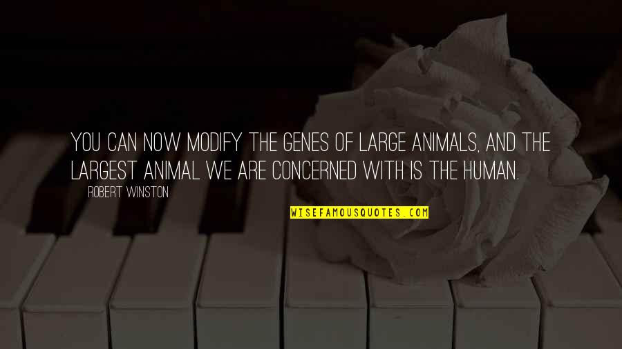 Animals And Human Quotes By Robert Winston: You can now modify the genes of large