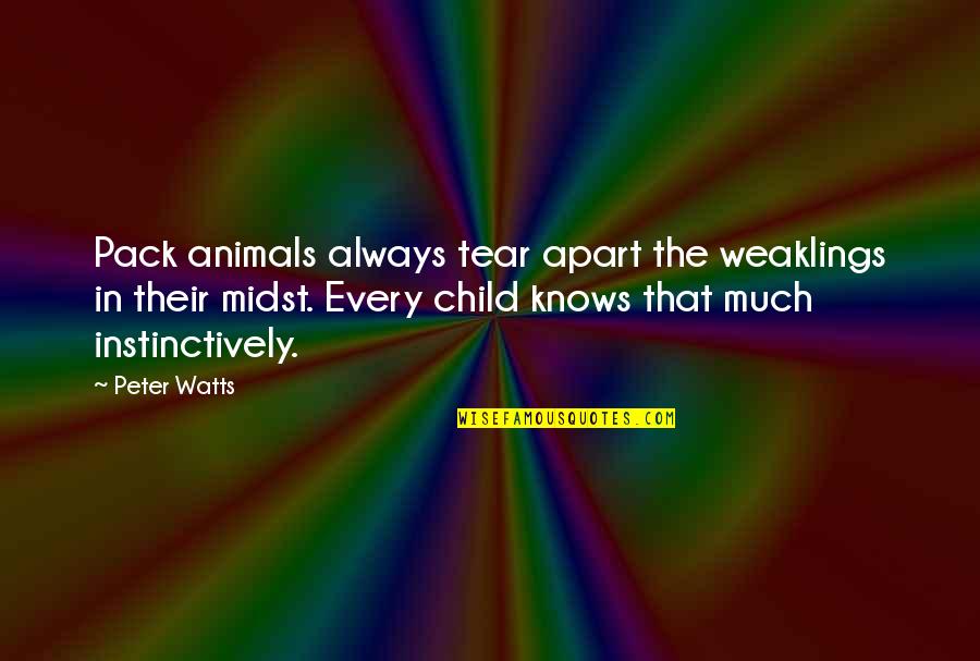 Animals In Quotes By Peter Watts: Pack animals always tear apart the weaklings in