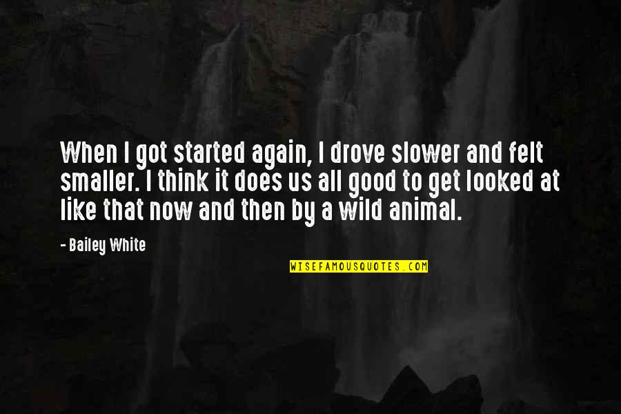 Animals In The Wild Quotes By Bailey White: When I got started again, I drove slower