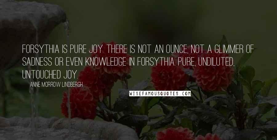 Anne Morrow Lindbergh quotes: Forsythia is pure joy. There is not an ounce, not a glimmer of sadness or even knowledge in forsythia. Pure, undiluted, untouched joy.
