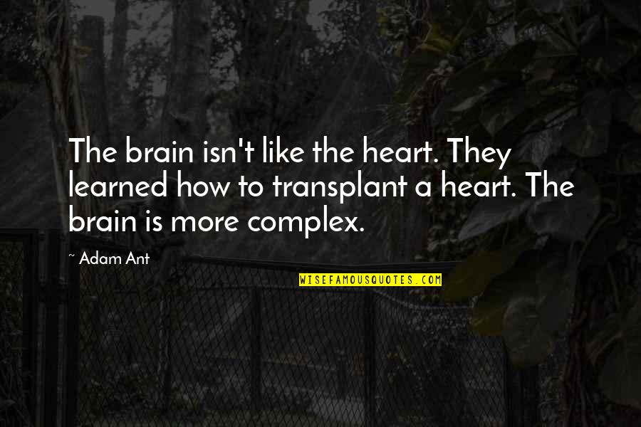 Ant Quotes By Adam Ant: The brain isn't like the heart. They learned