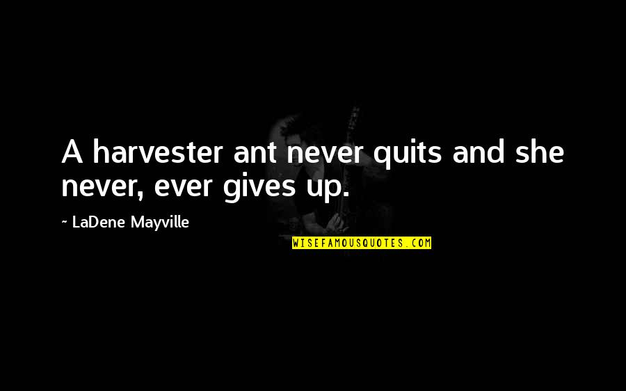 Ant Quotes By LaDene Mayville: A harvester ant never quits and she never,