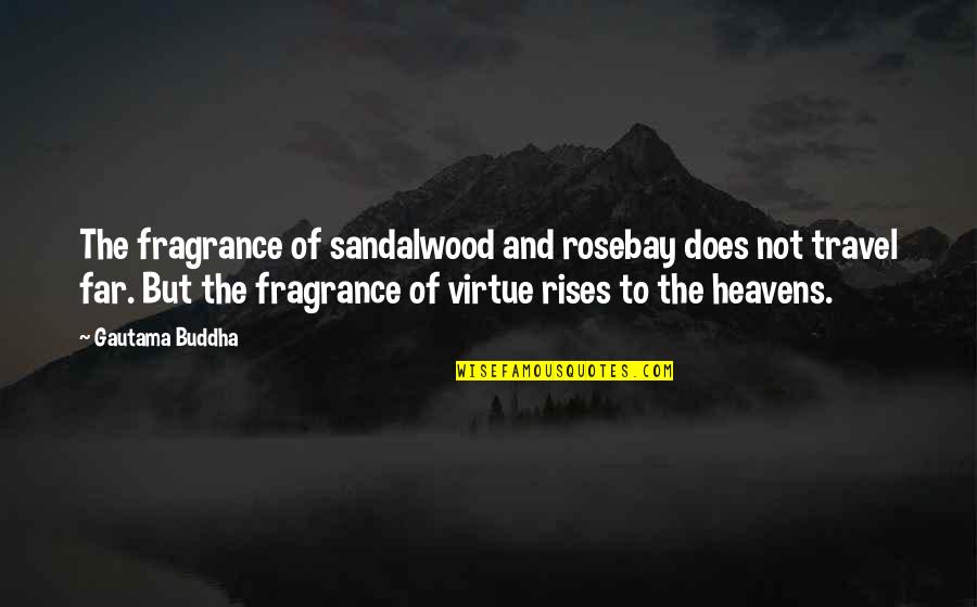 Apocalisse 6 Quotes By Gautama Buddha: The fragrance of sandalwood and rosebay does not