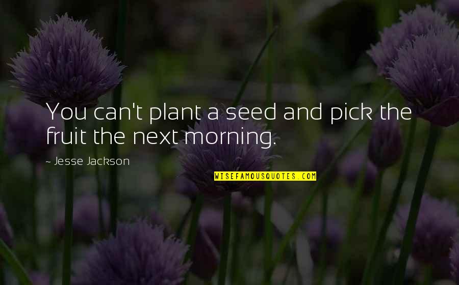 Aracelis Ayala Quotes By Jesse Jackson: You can't plant a seed and pick the Aracelis Ayala Quotes By Jesse Jackson: You can't plant a seed and pick the