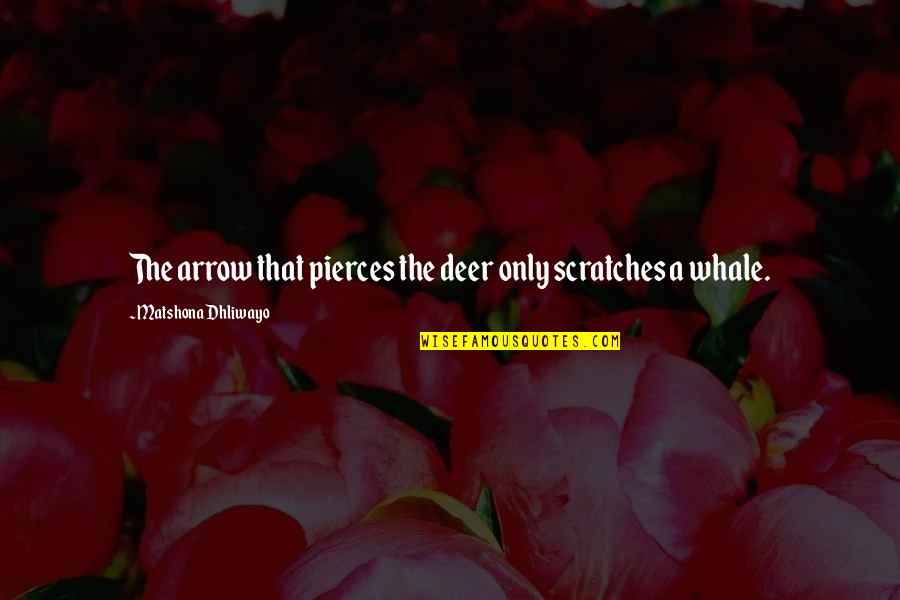 Arrow Quotes By Matshona Dhliwayo: The arrow that pierces the deer only scratches