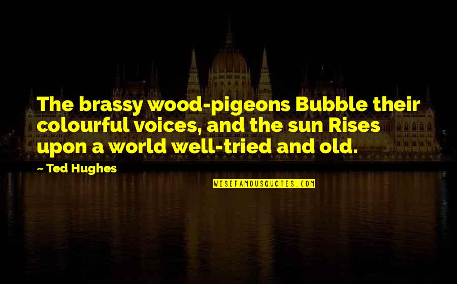 As The Sun Rises Quotes By Ted Hughes: The brassy wood-pigeons Bubble their colourful voices, and