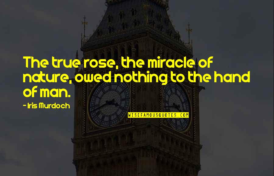 Ascending Order Quotes By Iris Murdoch: The true rose, the miracle of nature, owed