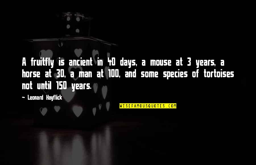 At 40 Quotes By Leonard Hayflick: A fruitfly is ancient in 40 days, a