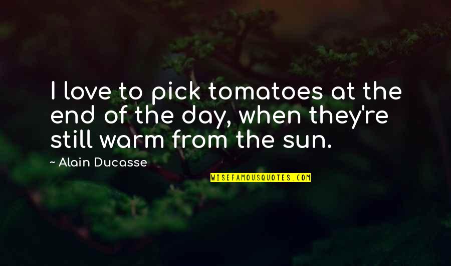 At The End Of The Day Love Quotes By Alain Ducasse: I love to pick tomatoes at the end