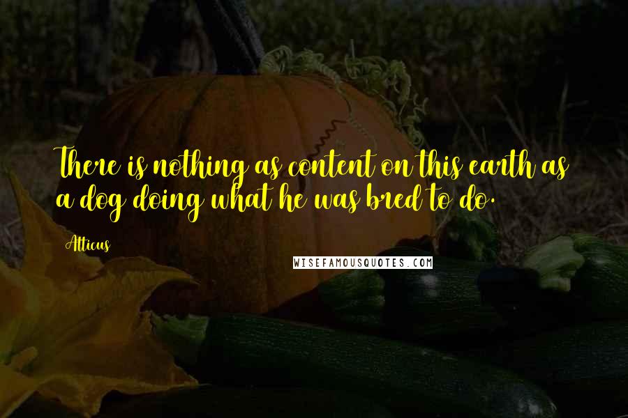 Atticus quotes: There is nothing as content on this earth as a dog doing what he was bred to do.