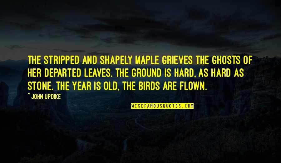 Autumn And Leaves Quotes By John Updike: The stripped and shapely Maple grieves The ghosts