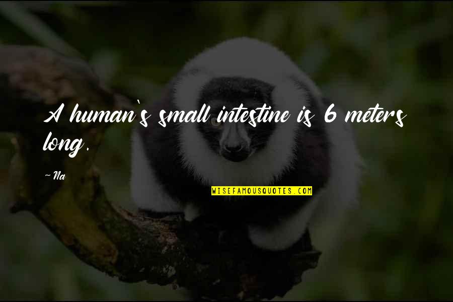 Awakening Brahma Kumaris Quotes By Na: A human's small intestine is 6 meters long.