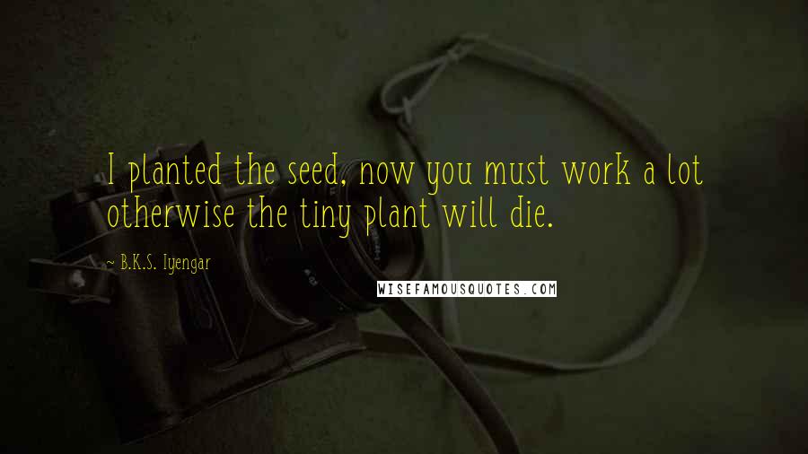 B.K.S. Iyengar quotes: I planted the seed, now you must work a lot otherwise the tiny plant will die.